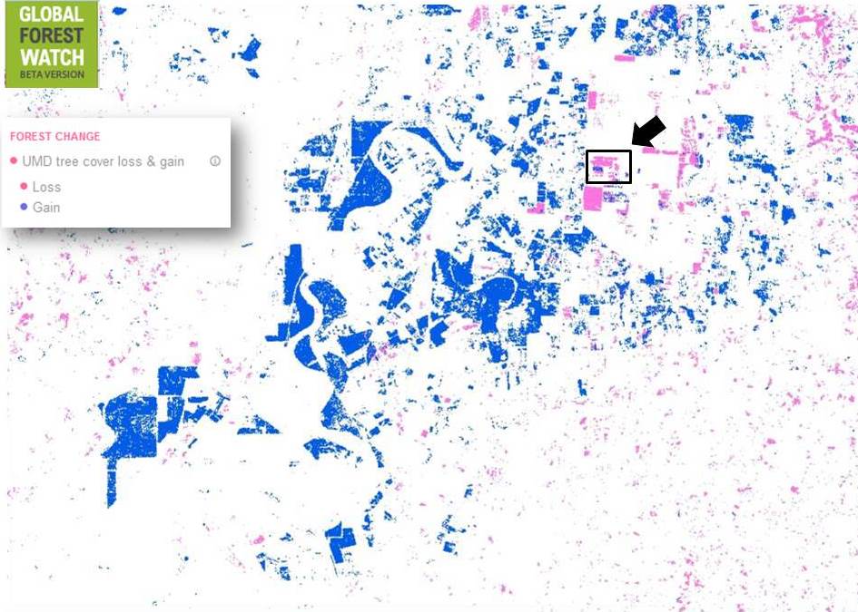 Figure 2 – UMD tree cover loss and gain in Honduras on Global Forest Watch (zoomed in)