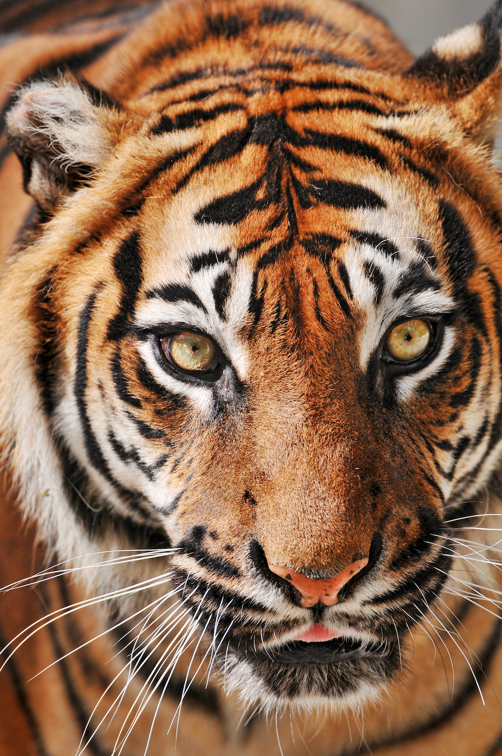 tiger headshot