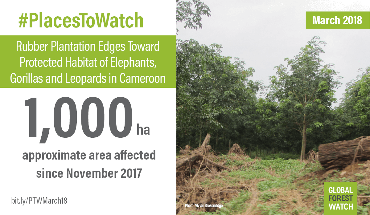 Rubber Plantation Edges Toward Protected Habitat of Elephants, Gorillas and Leopards in Cameroon