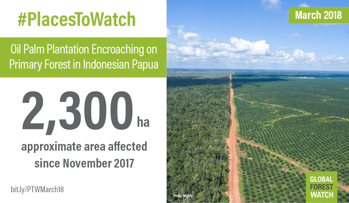 Oil Palm Plantation Encroaching on Primary Forest in Indonesian Papua
